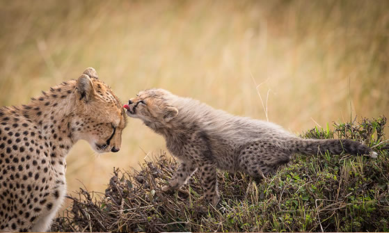 2-Days 1 Night Masai Mara flight Safari Adventure 